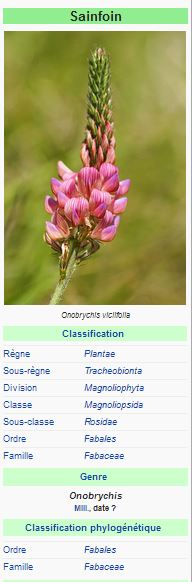 Sainfoin