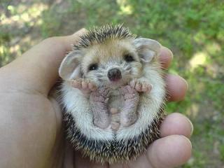 http://lancien.cowblog.fr/images/Animaux5/Bbherisson.jpg