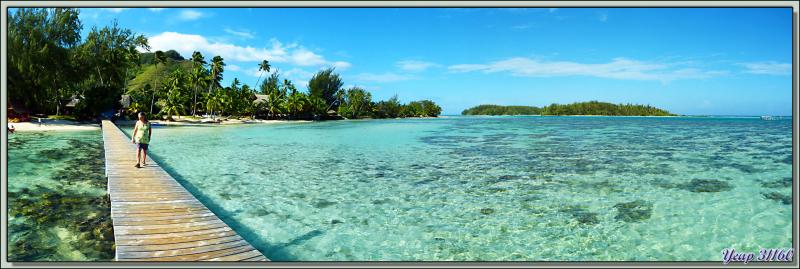 On ne s'en lasse pas ! Les Tipaniers de bon matin - Moorea - Polynésie française