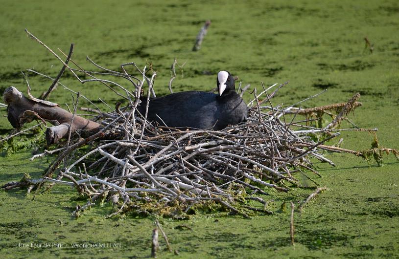 Rambouillet : Photos Nature : La Foulque Macroule