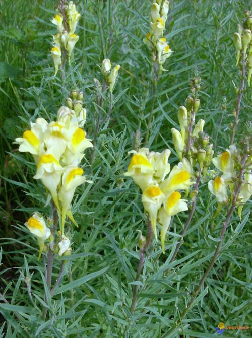 Fleurs cultivées : Linaires