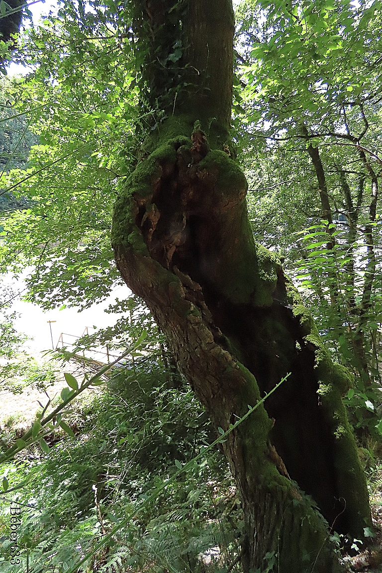 Rochefort en terre -3