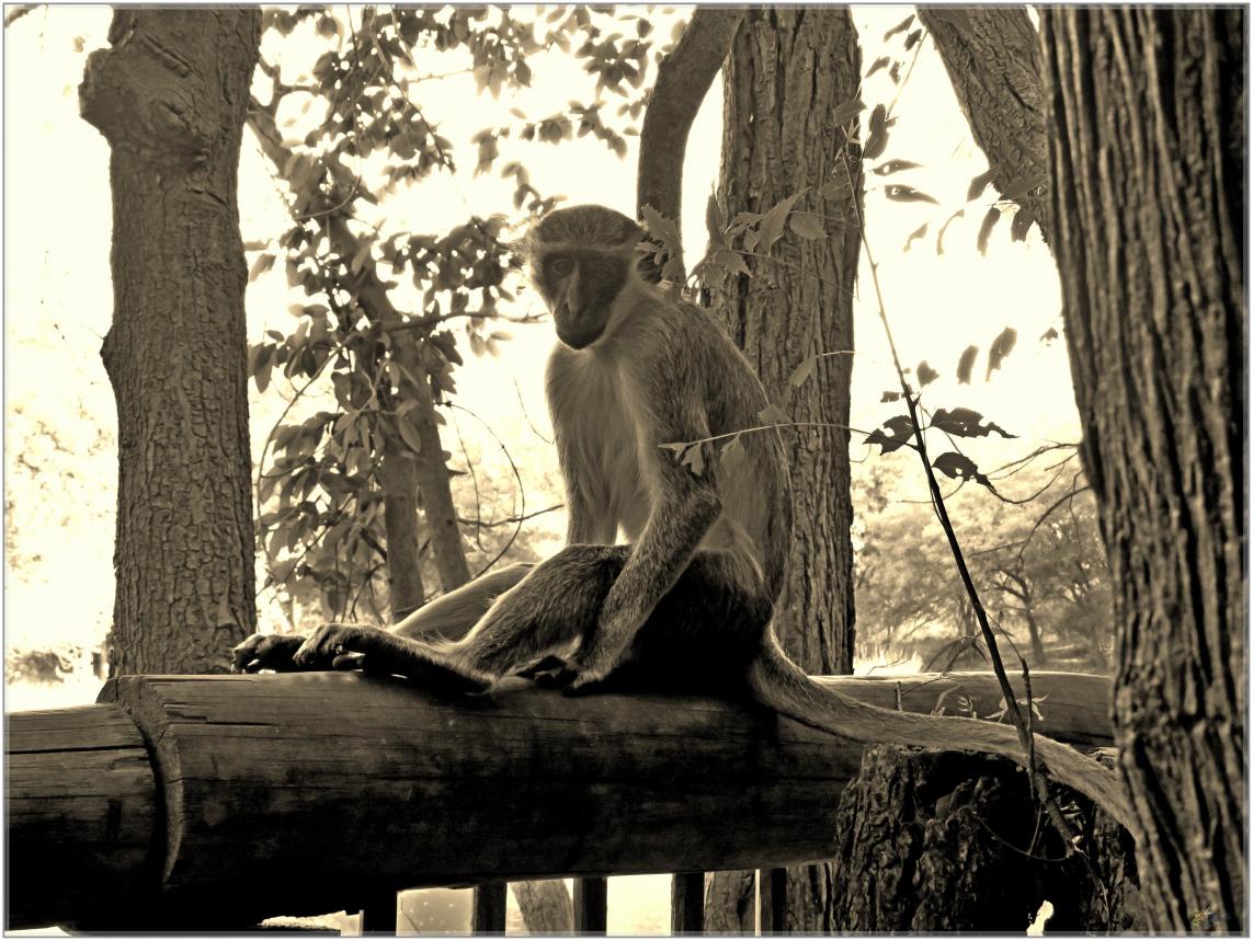 BOUJOUR  LES  SINGES  nov2023