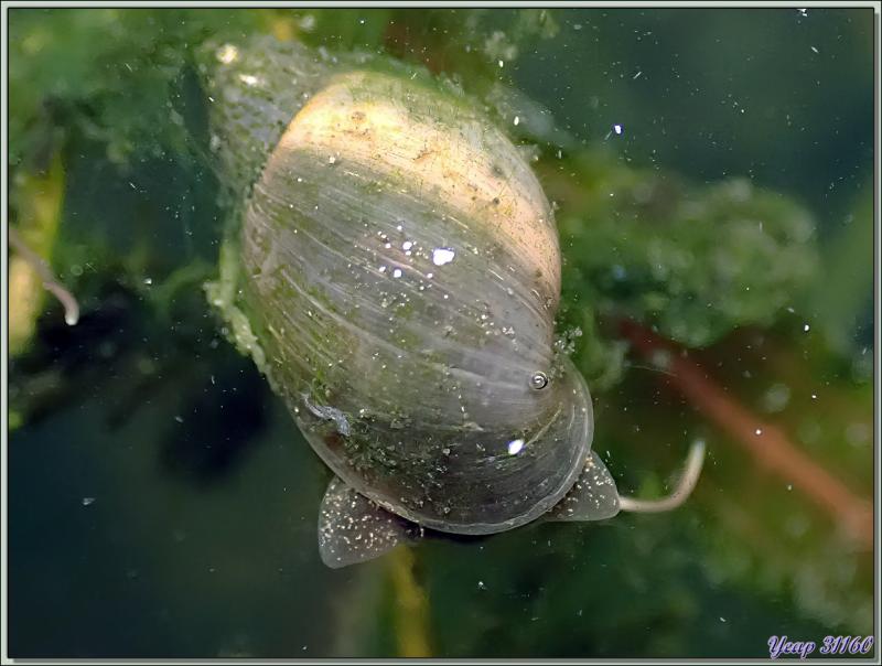 Limnée commune, Limnée ovale, Wandering snail (Radix balthica) - Lartigau - Milhas - 31