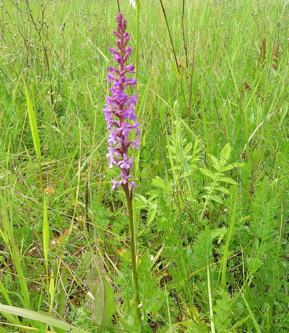 Les orchidées sauvages du Châtillonnais ont fleuri en grand nombre pendant ce printemps 2024
