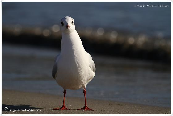 Mouette rieuse
