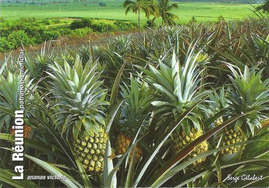 ღ꧁ღ╭⊱ꕥ LA GUYANNE ꕥ⊱╮ღ꧂ღ