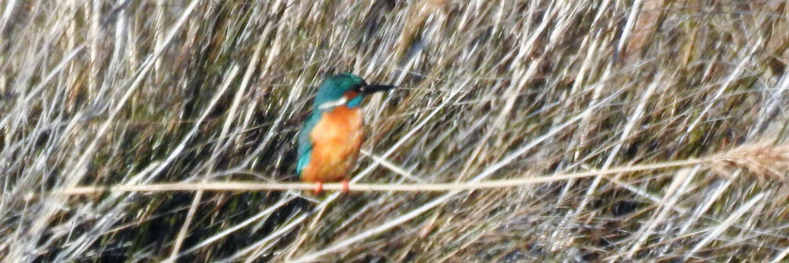 Mon premier martin-pêcheur pour 2023...