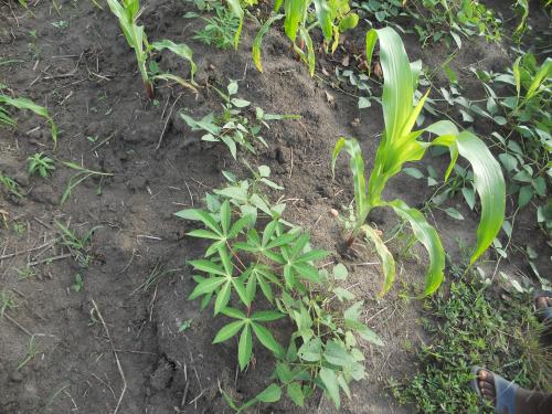 Le terrain cultivé!