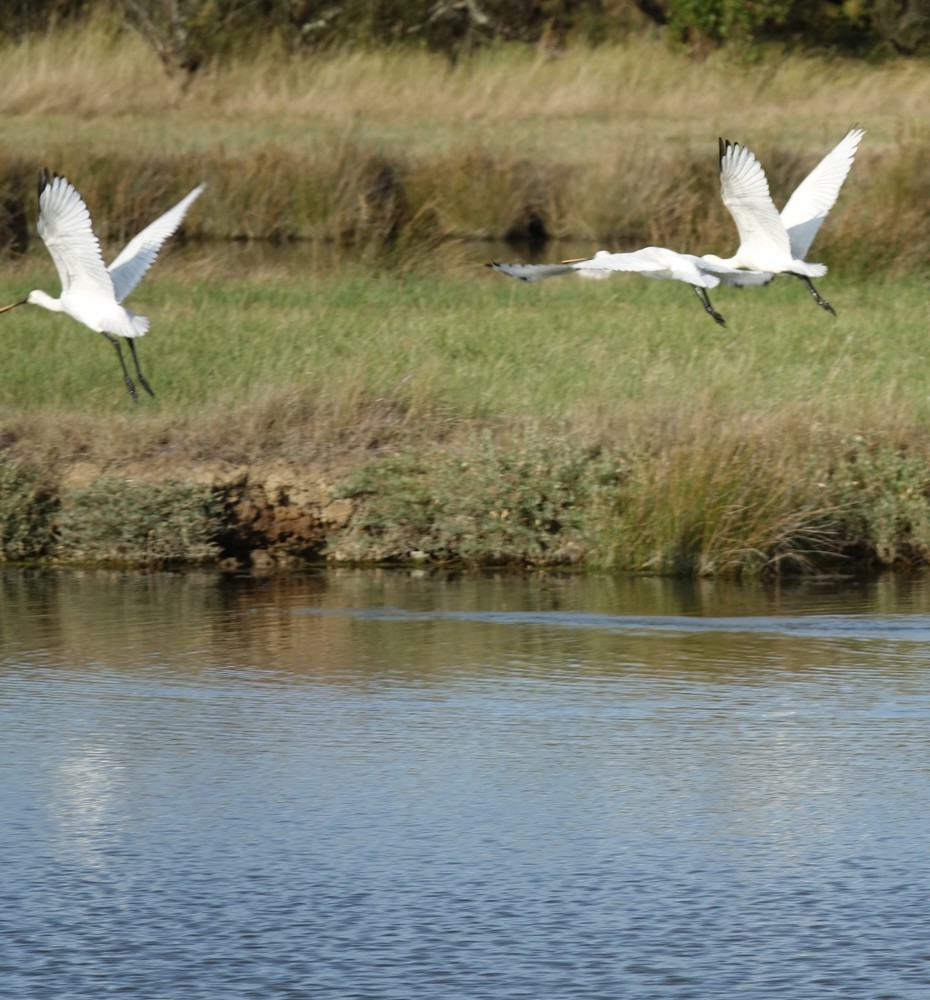 Trois spatules blanches, à la pêche...