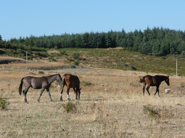 couleurs-ete_09_chevaux.JPG