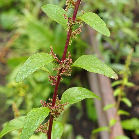 Fleurs cultivées : Ptilotus