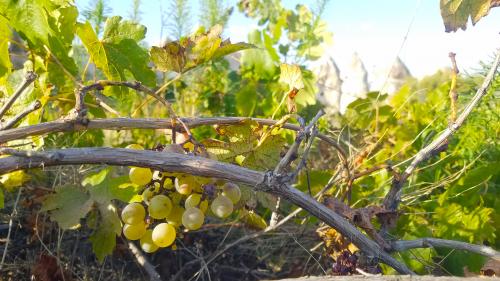 L'hospitalité des cheminées de fée