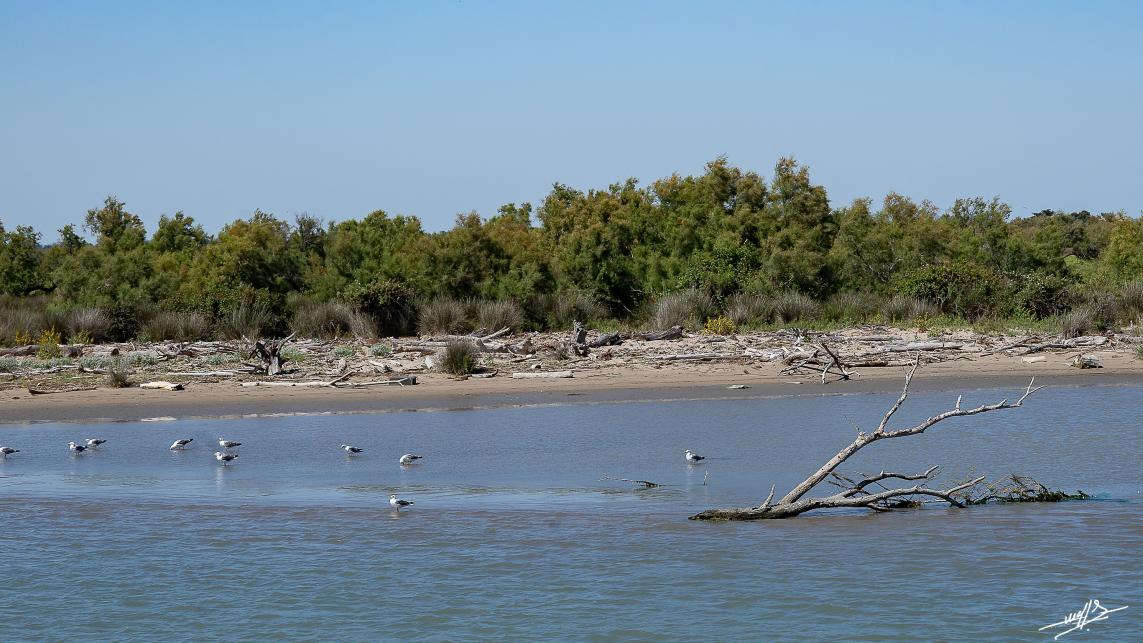 OC 2021 : Saintes Maries de la Mer : loin de la foule. (2)