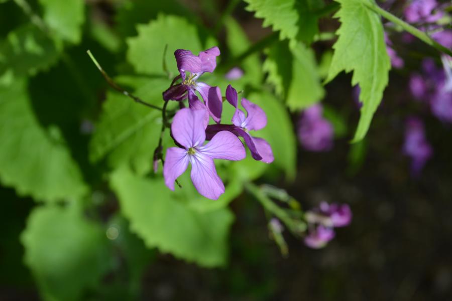 le temps des fleurs