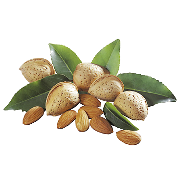 Arbre fruitier : Amandier