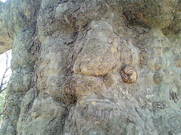 Platane3