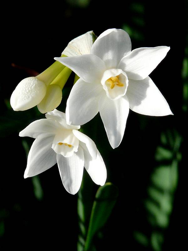 Narcisse Paperwhite - Narcissus Paperwhite - Totus albus - Le Temps des  Fleurs