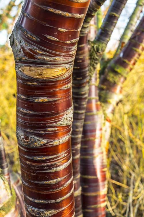 Arbre fruitier : Cerisier