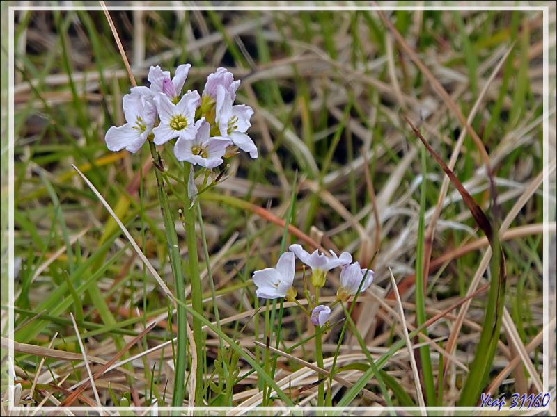 07/06/2023 : nous terminons la journée par le système volcanique de Krisuvik qui s'étend du sulfatare de Seltun au lac de Kleifarvatn - Péninsule de Reykjanes - Islande