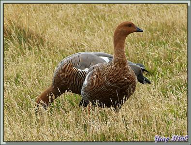 Ouette ou Oie ou Bernache de Magellan (Chloephaga picta) - New Island - Falkland Islands, Iles Malouines, Islas Malvinas