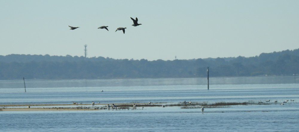 Les oies bernaches sur le départ...