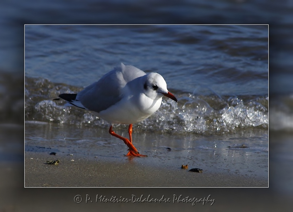 Mouette rieuse...