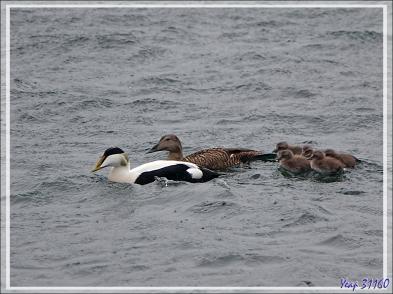 08/06/2023 : la découverte du fjord Hvalfjordur se poursuit sous une pluie battante, paysage quasi inexistant car nous baignons dans la brume - Islande