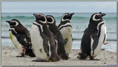 Manchots de Magellan (Spheniscus magellanicus) - Saunders Island - Falkland Islands, Iles Malouines, Islas Malvinas