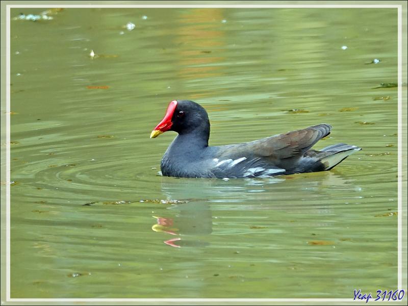 Retour vers l'hôtel avec rencontre, dans la forêt, d'un bizarre amphibien apode : un Gymnophiona, appelé Cécilie (Hypogeophis rostratus) - Ile Silhouette - Seychelles