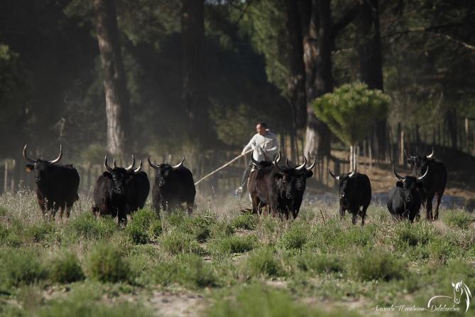 Taureaux de Camargue (2)