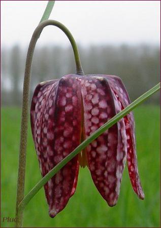 fritillaire_pintade