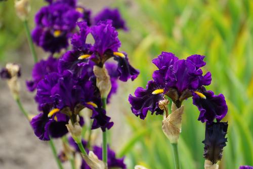 Les iris de Bourdillon