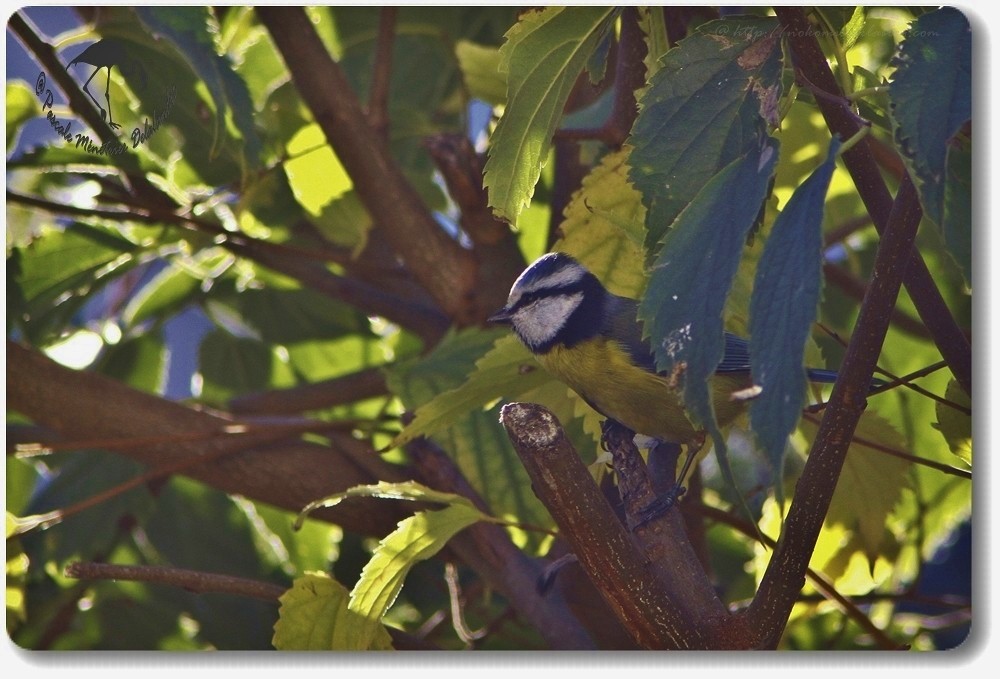 Mésange bleue au petit jour...