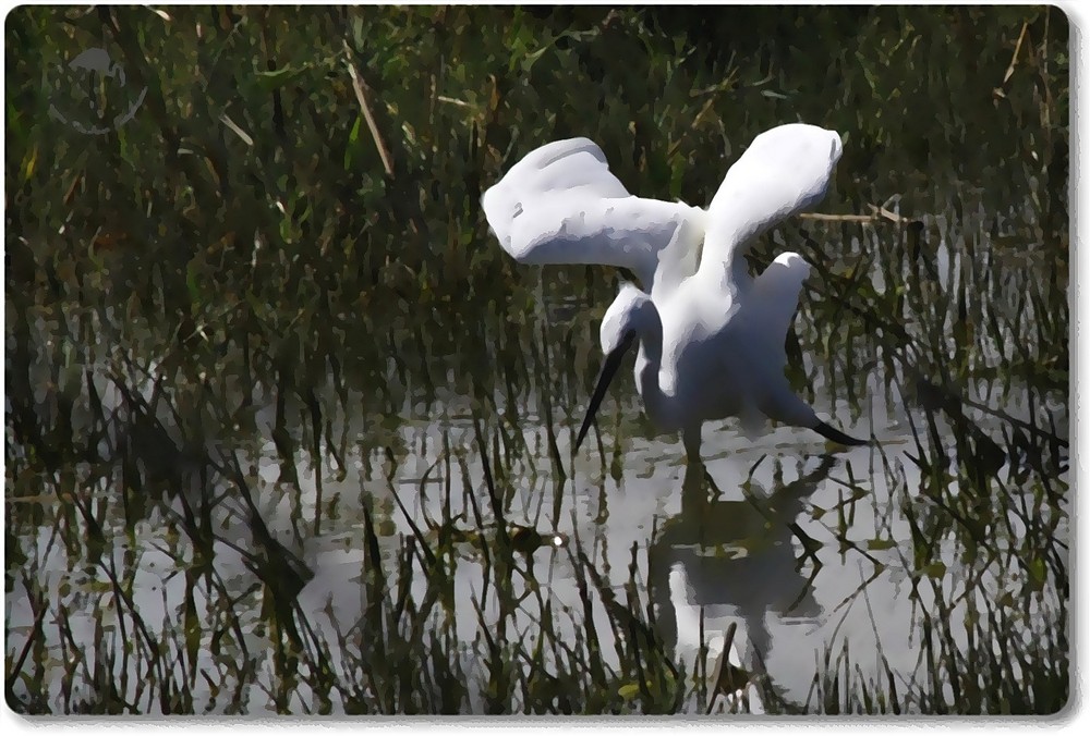 Aigrette Garzette façon peinture...