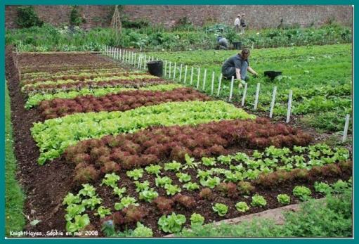 ღ꧁ღ╭⊱ꕥ Le Jardin ꕥ⊱╮ღ꧂ღ