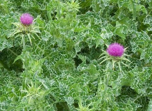 Fleurs cultivées : Panicaut