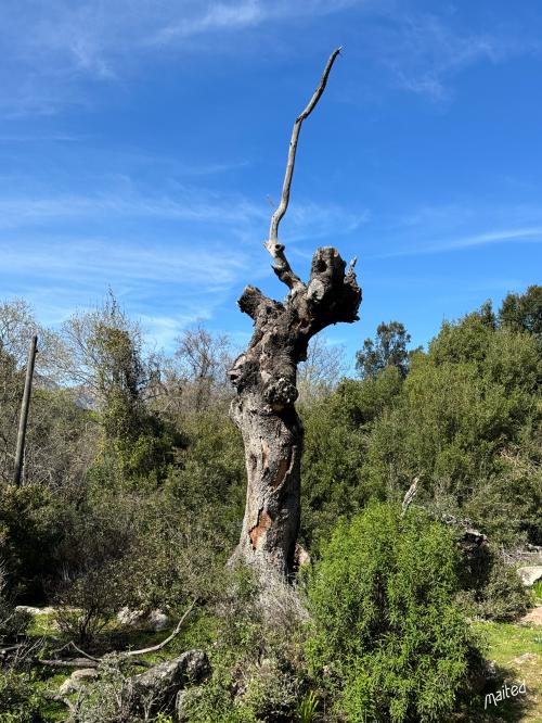 Arbre de Prezzuna - Galéria