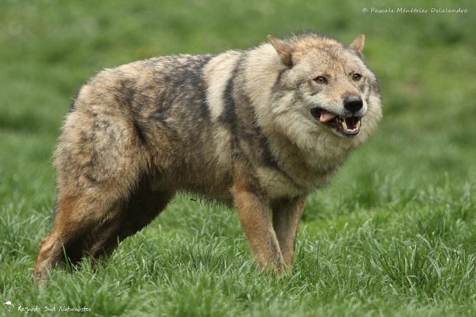 Loup gris - Canis lupus Linnaeus 1758