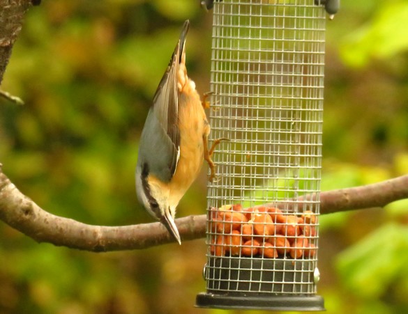 Oiseaux au jardin en ce début d'automne...