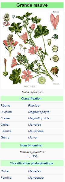 Grande Mauve - Malva sylvestris