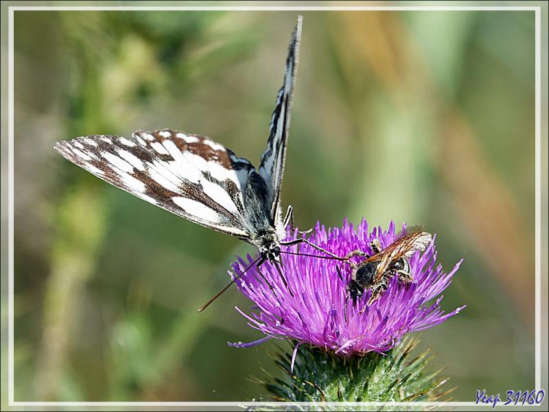 Le papillon-demi-deuil, l'abeille colletes et la coccinelle - Ars-en-Ré - Ile de Ré - 17