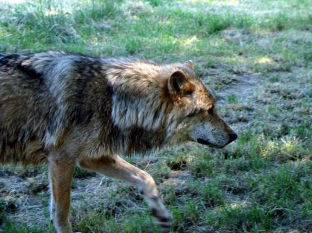 loup