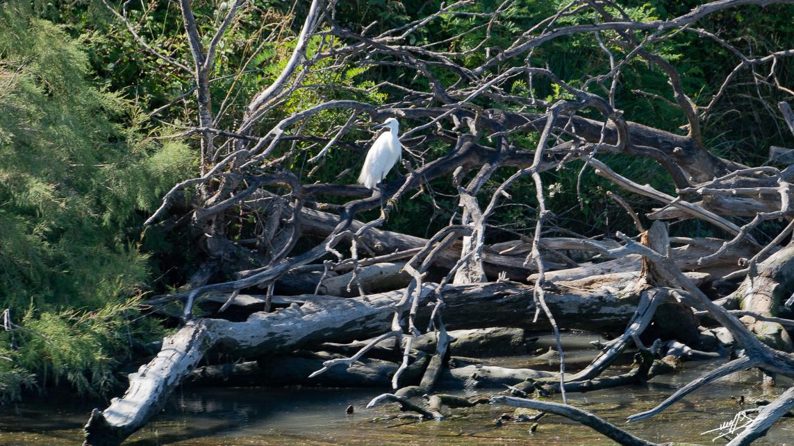 OC 2021 : Saintes Maries de la Mer : loin de la foule. (3 et fin)