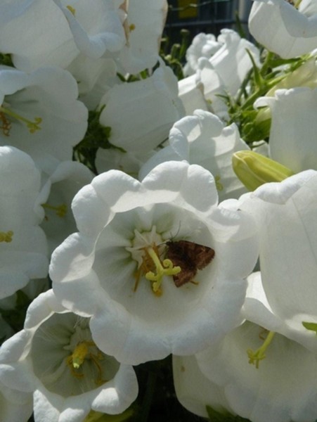 Papillons