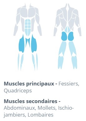 Sauts du prédateur Muscles concernés