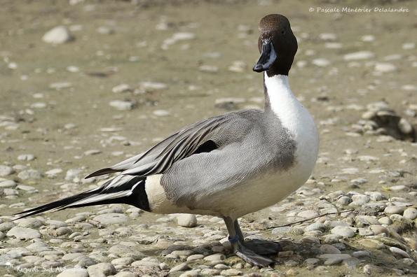 Canard pilet