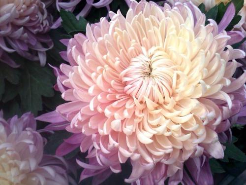 Fleurs de la Toussaint