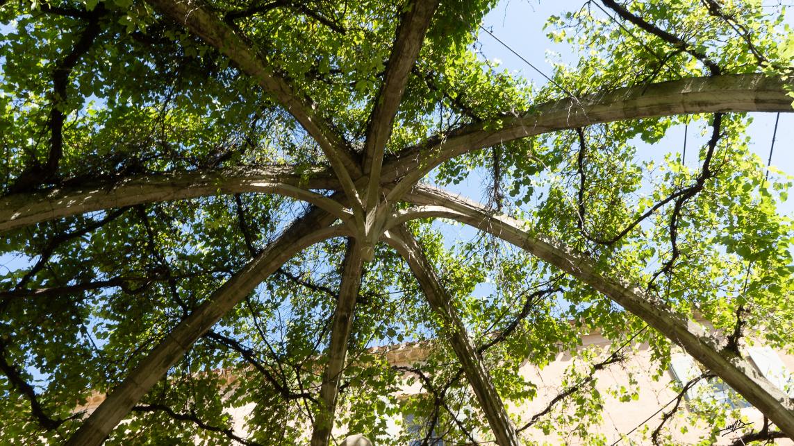 OC 2021 : Valmagne ou les vignes du Seigneur... (2/2)