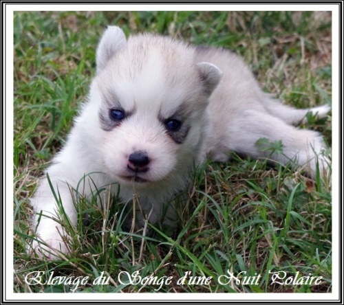 Chiot Husky Femelle 4 (19j)